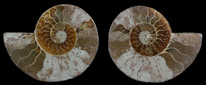 Polished Ammonite Pair - Agatized #51744